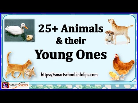 105+ Animals and their young ones - Complete List - Smart School Infolips