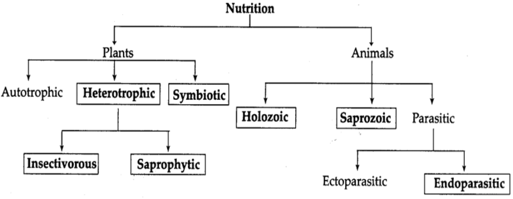 Nutrition In Living Organisms